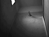 head of the shower