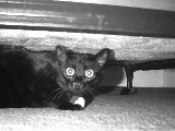 Jake Captured!