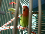 Mar. 29, 2007