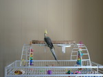 Saffie tries out Ernie's cage