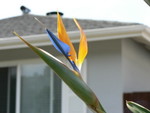 bird of paradise