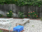 Three pretty rose bushes in a row