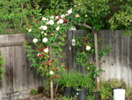 The arbor: Climbing Peace and a mystery, "volunteer" in scarlet.  The volunteer is all over the neighborhood!!