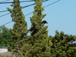 our cursed juniper tree, with a friend in it