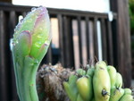 flowering cactus in the rain