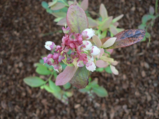 April 2011 - our blueberry bush is happy.  We might have a handful this year.