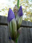 April 2011 - first of our "mystery bulbs" has flowered after two years.  A bearded iris!