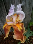 our first Golly Gee Whiz iris