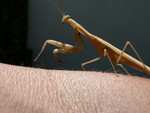 Mantis!