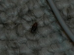 hidentipy this bug?