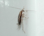 mysterybug02.jpg