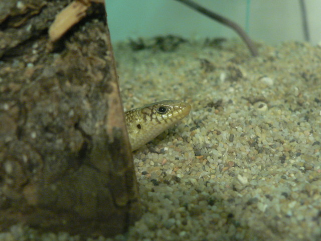 Junior peeking from his tunnel