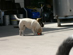 this Toulouse resident looked like a harp seal