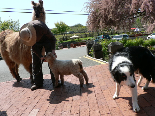 llama, miniature lamb and herding dog