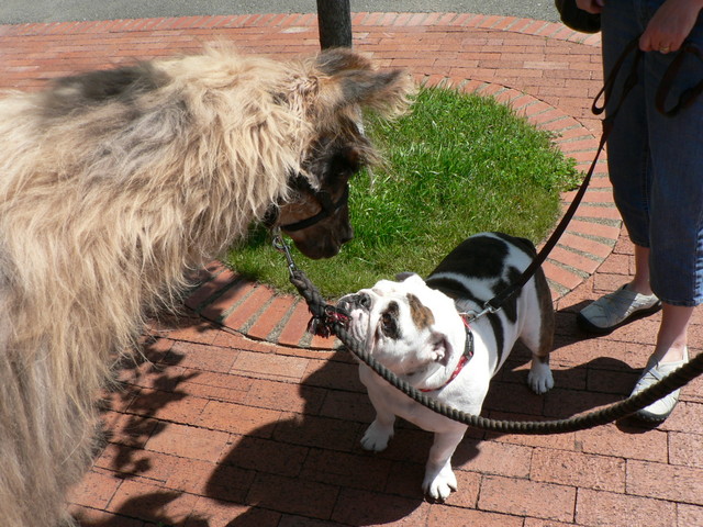 llama meets bulldog