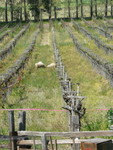 miniature sheep graze the Navarro fields