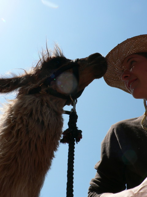 llama, Sarah and sunshine
