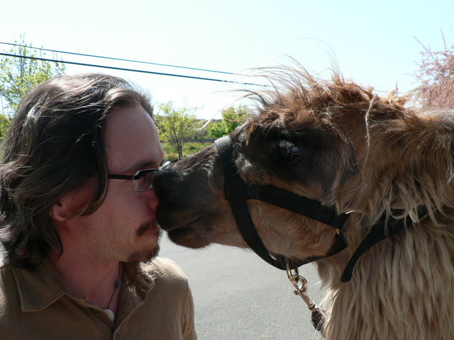 llama kisses