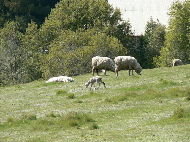 sheep, lambs and napping herd dog