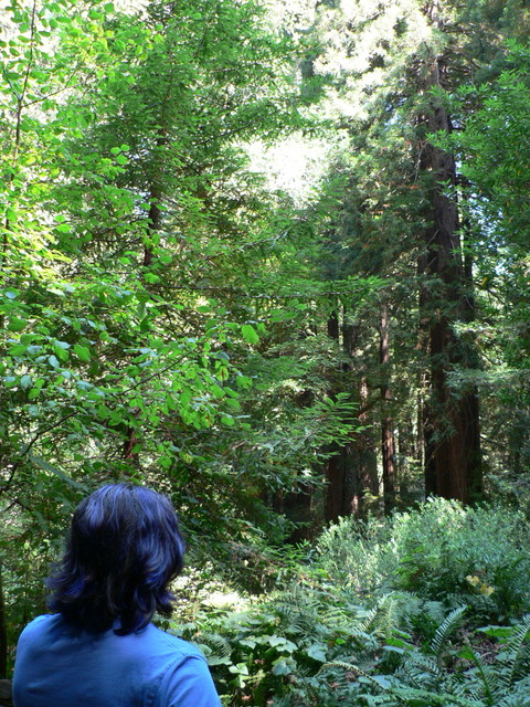 Muir Woods