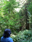 Muir Woods