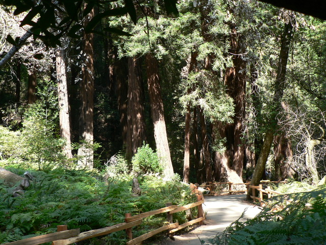 Muir Woods