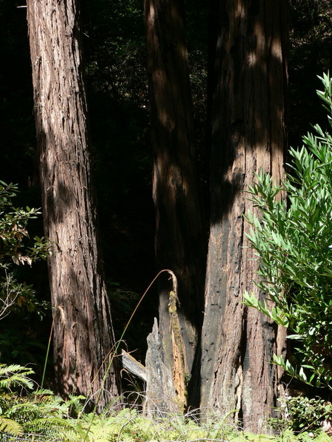 Muir Woods