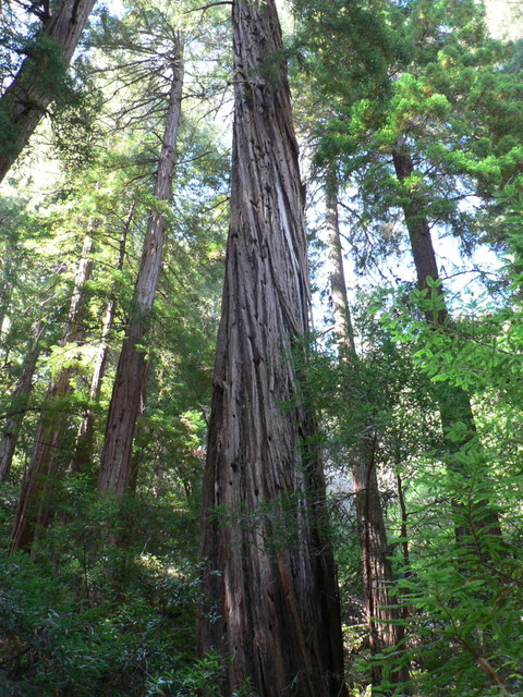 Muir Woods