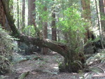 Muir Woods