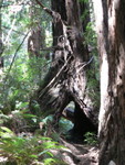 Muir Woods