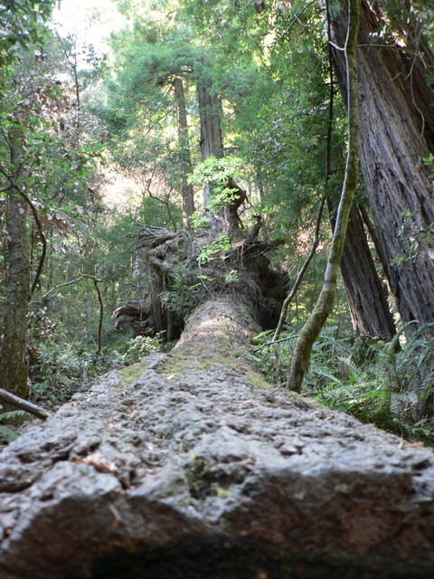 Muir Woods