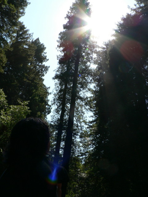 Muir Woods