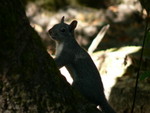 squirrel!