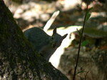 squirrel!