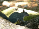squirrel!