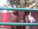 9/24/05 - Tina the Fat Cow