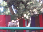 9/24/05 - and his friend, the Camel