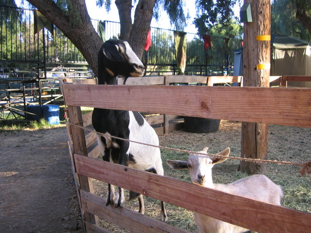 9/25/05 - morning goats