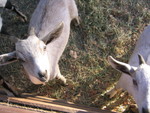 9/25/05 - goatlings