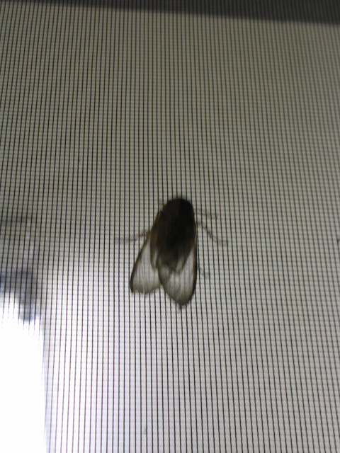 10/08/05 - See through bug!