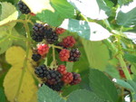 and the blackberries were warm like pie
