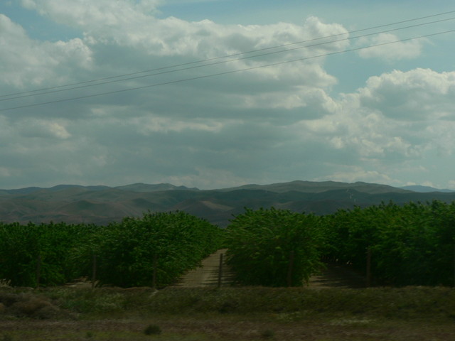 classic middle California hills