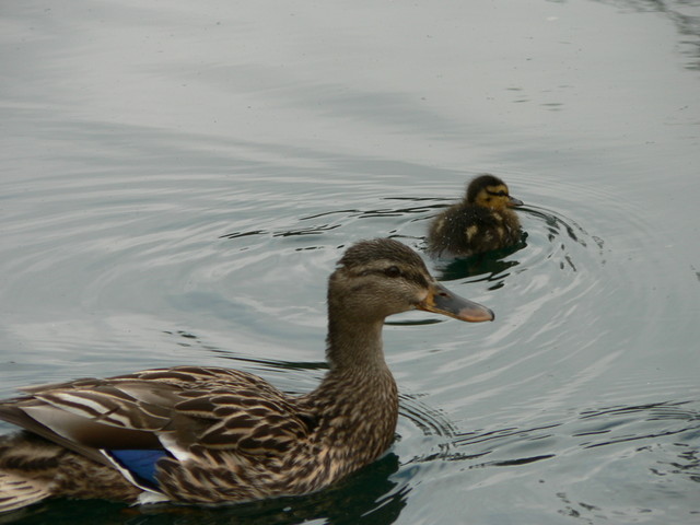 ducklings!