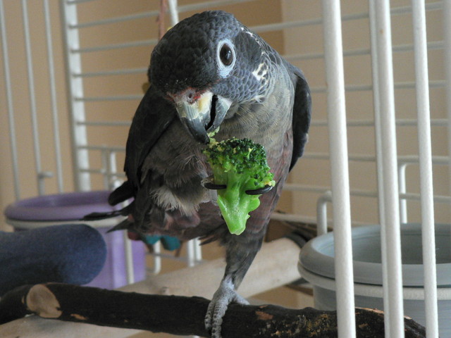 broccoli and eggs II