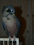 preening. now with Flash!