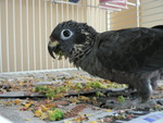 "dumpster diving" for broccoli and eggs