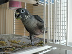 "dumpster diving" for broccoli and eggs