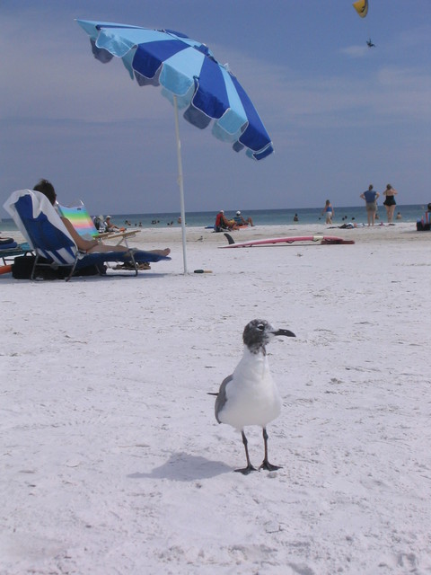 Siesta Key Beach