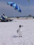 Siesta Key Beach