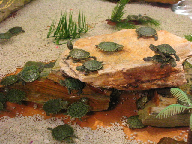 Cute! Wee! Turtles!